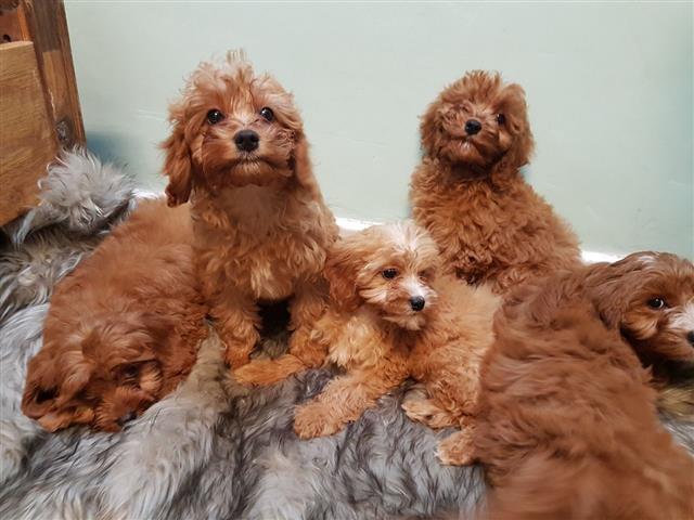 $500 : cavapoo puppies for sale image 2