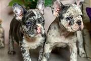 $400 : Pretty French bulldog thumbnail