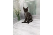Maine Coon For Sale-Order Now en Madison