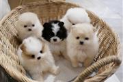 $600 : Cachorros de pomerania hermoso thumbnail