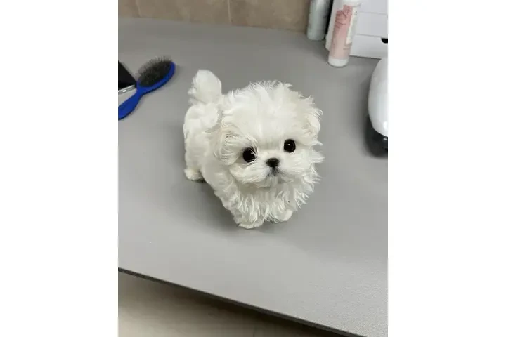 $250 : Tengo niñas Maltipoo de 7seman image 3