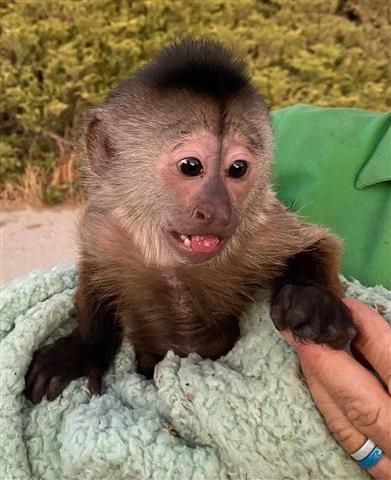 Capuchin monkeys image 2