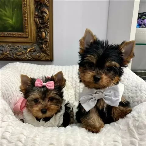 $650 : YorkieS me llamo Dakota image 1