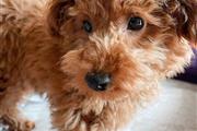 $500 : Lovely poodle puppy for sale thumbnail