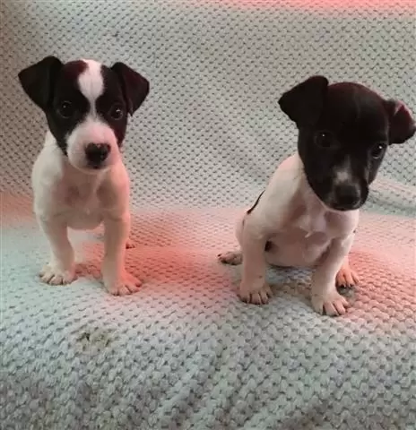 $550 : Jack Russell Terriers puppies. image 2