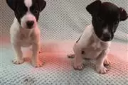 $550 : Jack Russell Terriers puppies. thumbnail