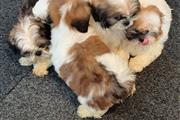 $400 : Sweet shih tzu Puppies avbl thumbnail