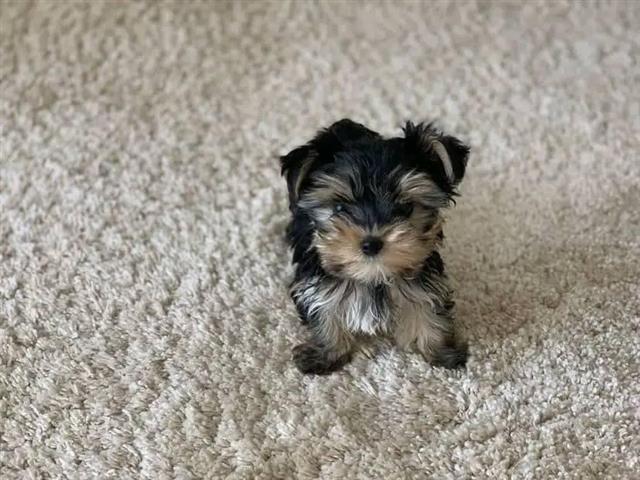 $300 : Yorkie puppy for adoption image 1