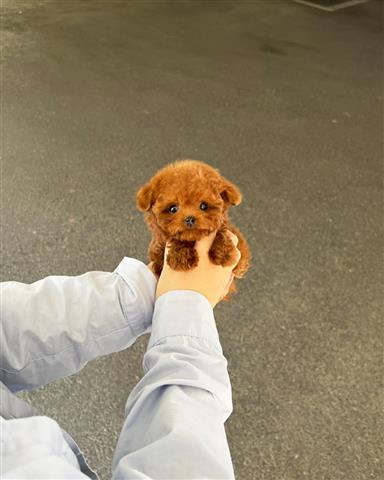 $350 : MALTIPOO EN VENTA image 1