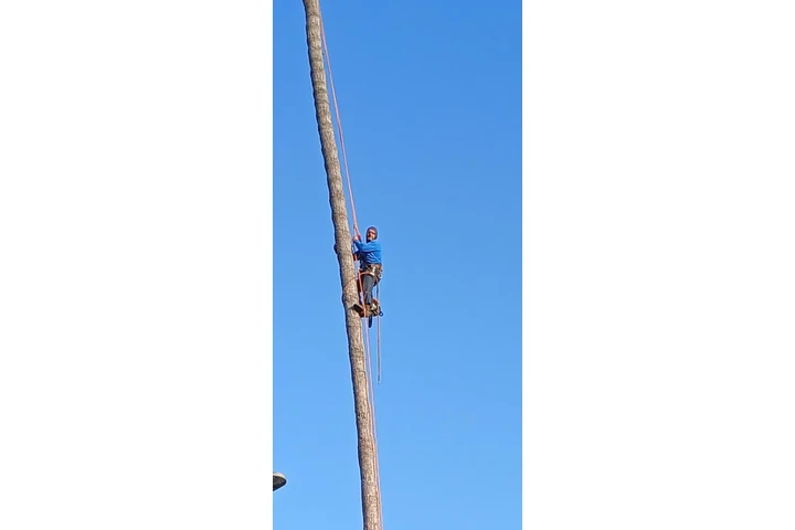 🌳 Tree Service Today! image 2