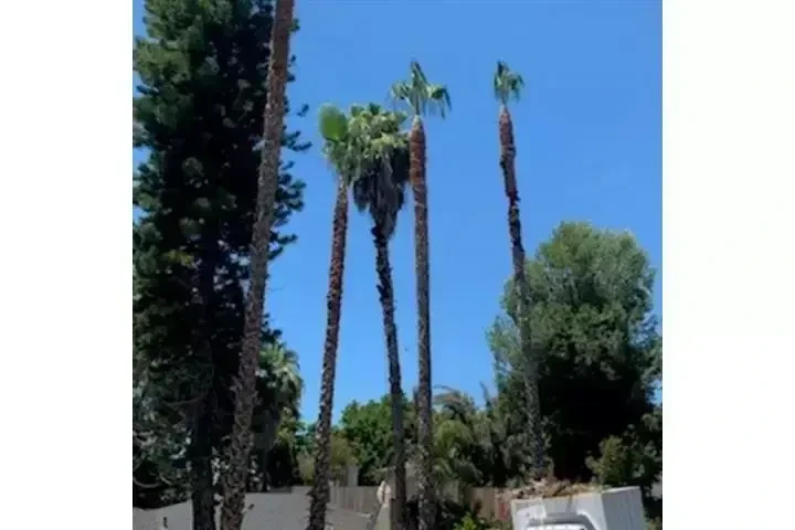Alex Tree Services image 7