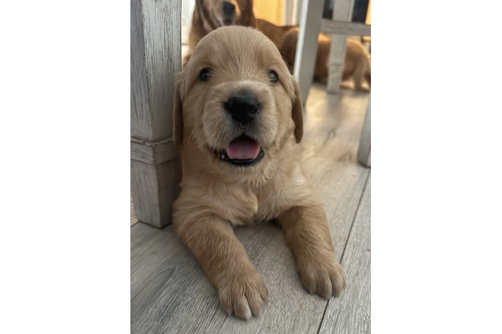 $1300 : Golden Retriever image 7