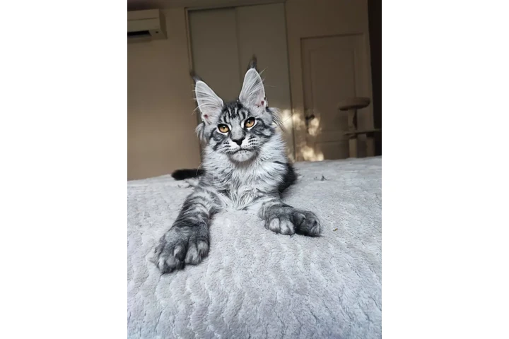 $4000000 : Gato Maine Coon Grandes Lindos image 2
