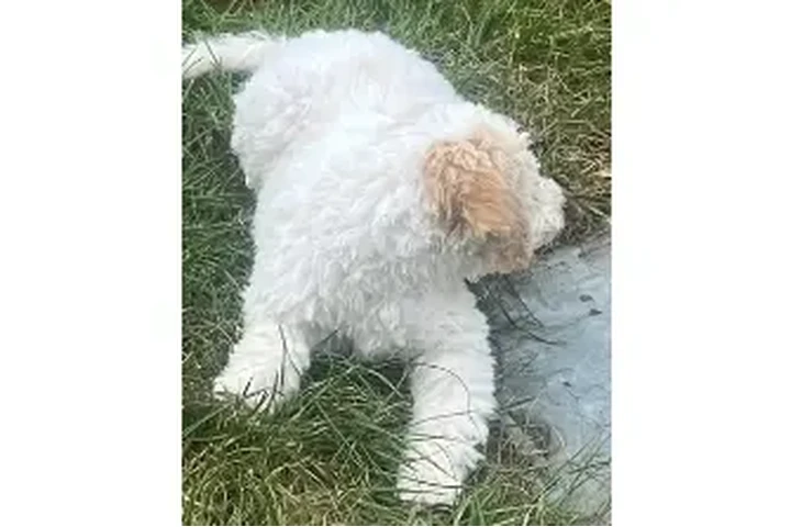 $1200 : Lagotto Romagnolo puppies image 4