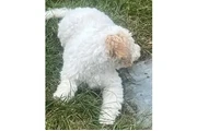 $1200 : Lagotto Romagnolo puppies thumbnail