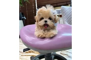 MALTIPOO EN VENTA en Atlanta