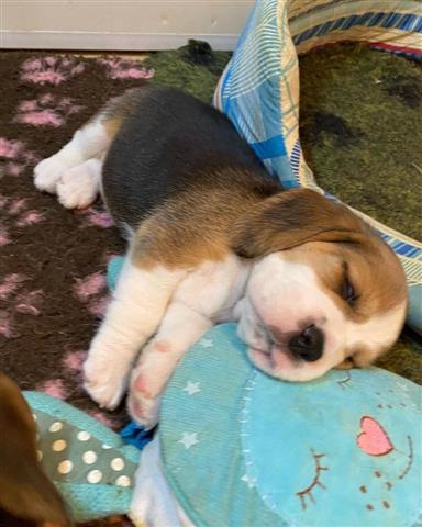 $500 : Cachorros Beagle en Adopción image 3