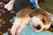 $500 : Cachorros Beagle en Adopción thumbnail