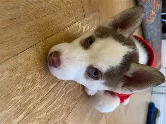 $450 : Buy huskies puppies image 3