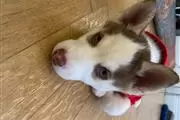 $450 : Buy huskies puppies thumbnail