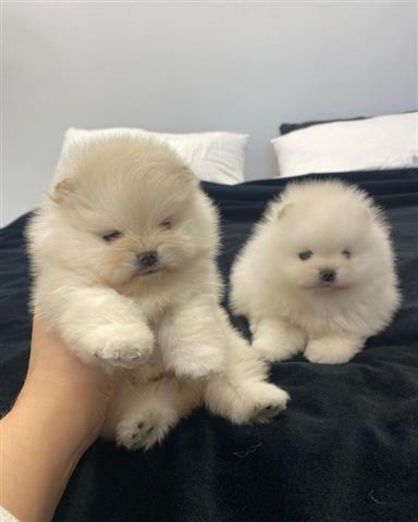 $500 : Teacup Pomeranian puppies image 2