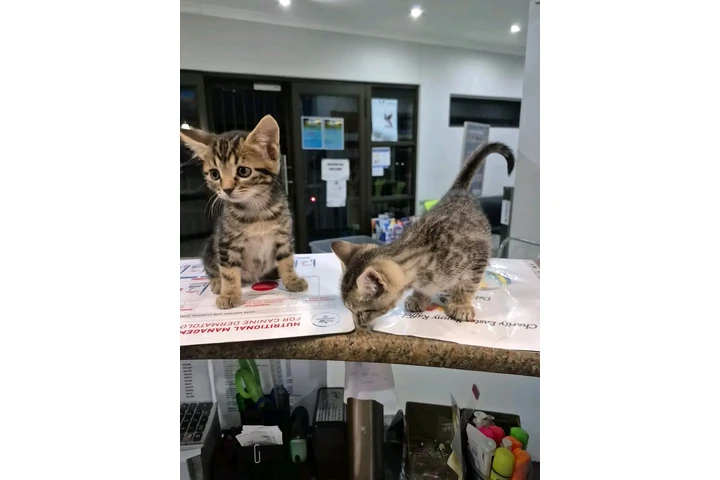 $400 : Ragamuffin cats image 7