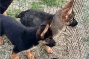 Cachorros de pastor alemán en Fairfield