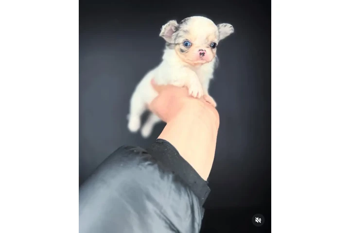 $350 : chihuahua en venta image 1