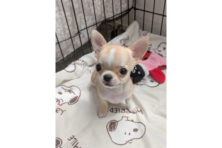 $350 : Pet image 1