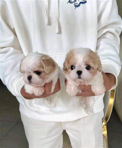 $300 : Maltipoo puppy for adoption image 2