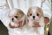 $300 : Maltipoo puppy for adoption thumbnail