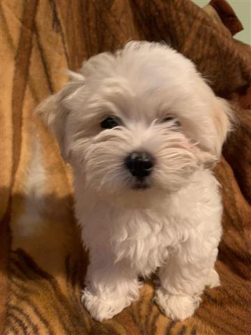 SPARKY BEST MALTESE PUPS READY image 2