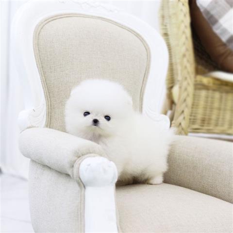 $250 : Pomeranian puppies for sale image 2