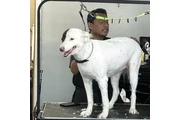 Rilato Pet Grooming en San Bernardino