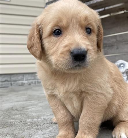 $300 : Golden retriever puppies sales image 1