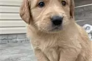 Golden retriever puppies sales en San Diego