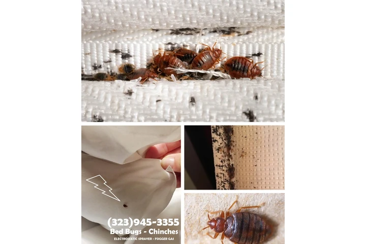 Bed Bugs-Chinches Fumigaciónes image 5