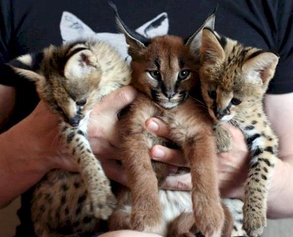 $850 : gatitos Serval y F1 Savannah image 1