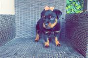 $450 : Perrita Rottweiler Special thumbnail