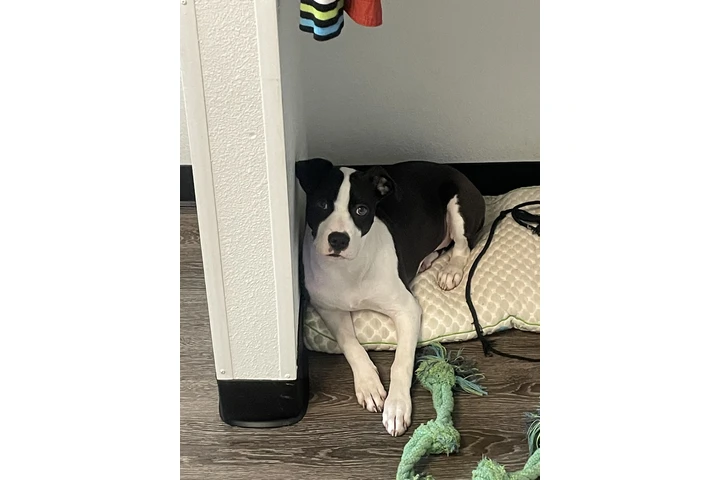 $600 : Venta de American pitbull image 1