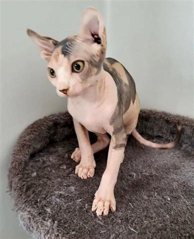 $600 : Male and Female Sphynx kittens image 8