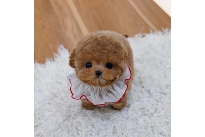 $350 : maltipoo image 2