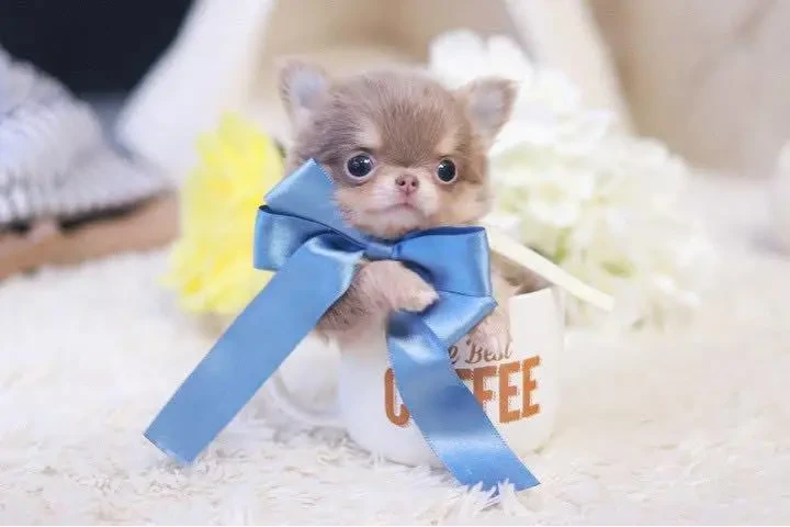 $400 : Tiny Teacup Chihuahua Puppy. image 3