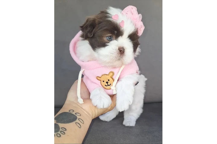 $350 : Cachorros Shihtzu image 3