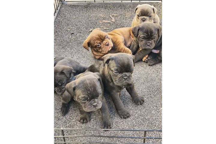 $600 : Perittis cachorros image 1