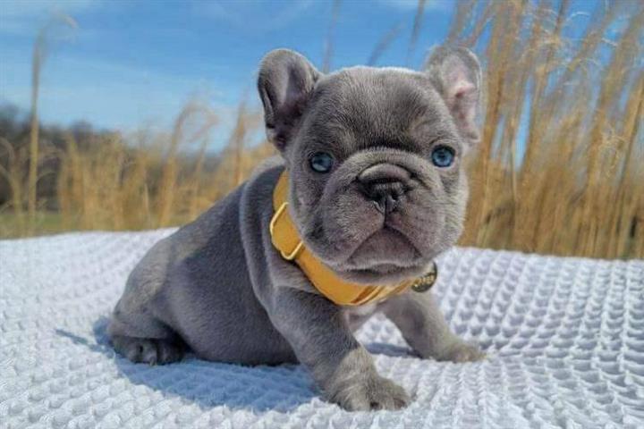 $550 : Cute French Bulldog Puppies image 1