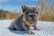 $550 : Cute French Bulldog Puppies thumbnail