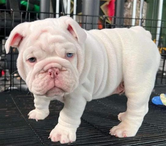 $350 : BULLDOG INGLÉS EN VENTA image 2