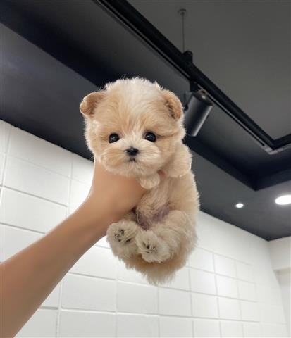 $350 : Lindo mini maltipoo image 1