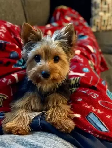 $550 : Adorable Yorkie Puppies. image 1